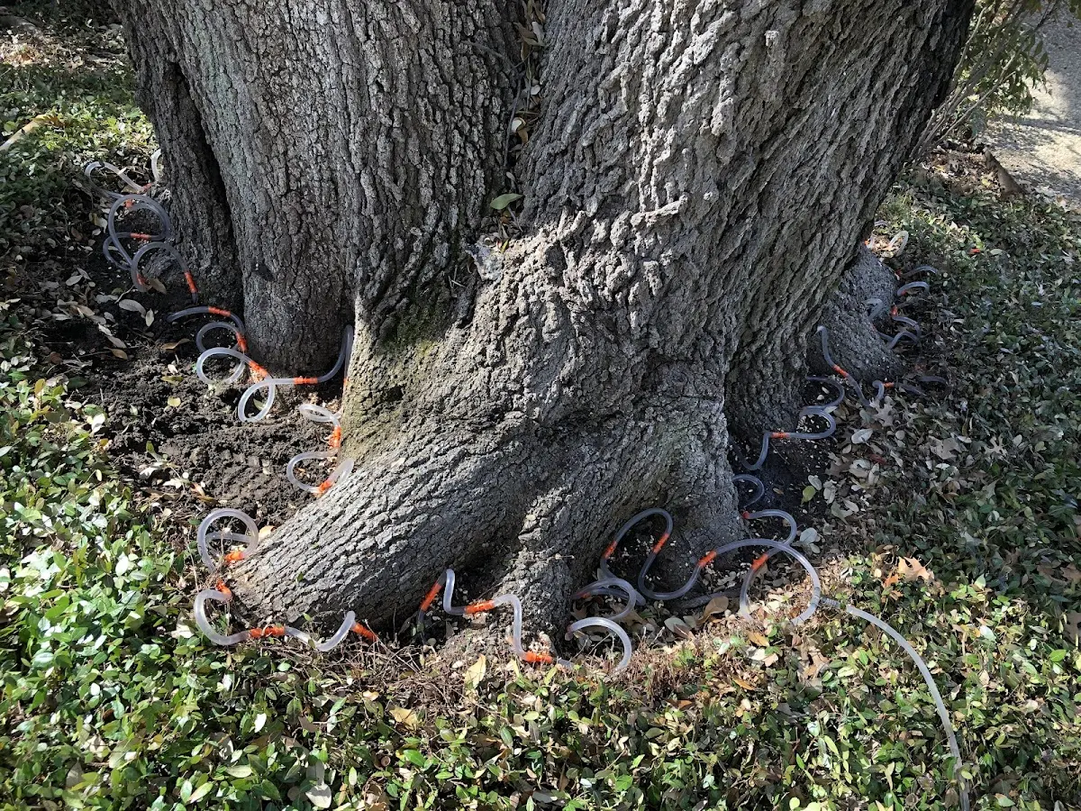 Detailed Tree Cabling and Bracing job site in Allston