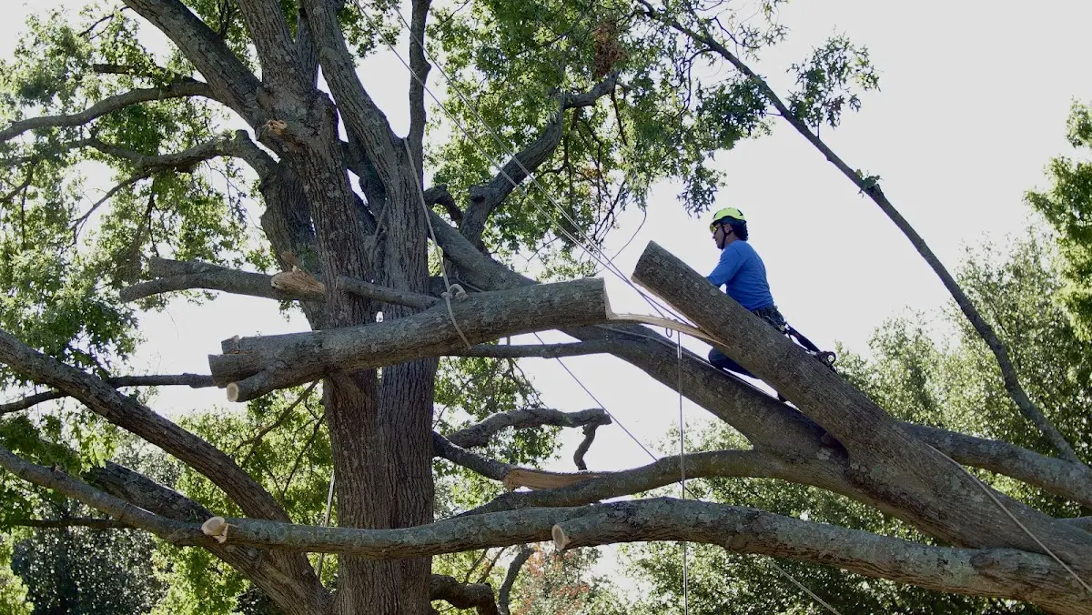 Professional Crown Thinning performed by certified arborists in Allston