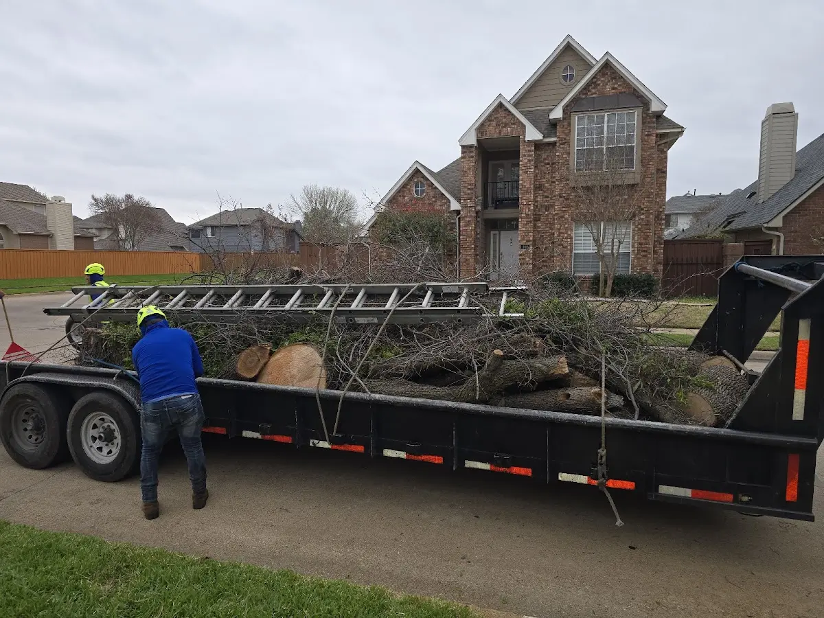 Expert Tree Pest Control with proper safety equipment in Allston